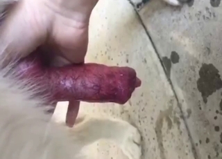 Sweet small doggy dick looks nice in her hand