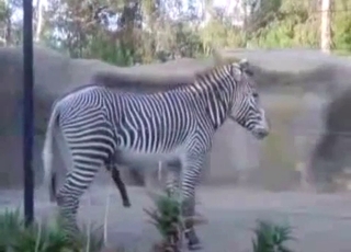 Zebra fucked his girlfriend in the doggy style pose