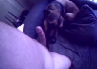 A playful dog and a hot male are enjoying hot sex