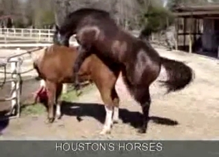 Passionate bestiality action for sexy horses