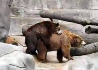 Two wild bears are fucking in the doggy style pose