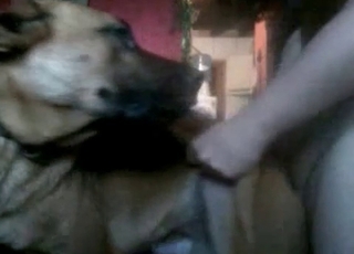 Curly-haired zoophile molesting a dog