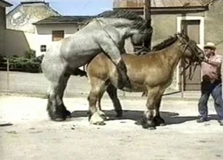 Two big brown horses fuck in the doggy style pose