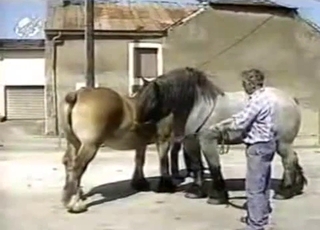 Two big brown horses fuck in the doggy style pose