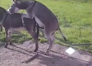 Two small farm animals are fucking in the doggy style