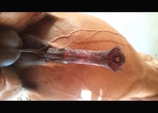 The large penis of a stallion looks like a delicious treat