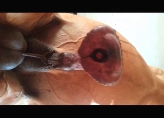 The large penis of a stallion looks like a delicious treat