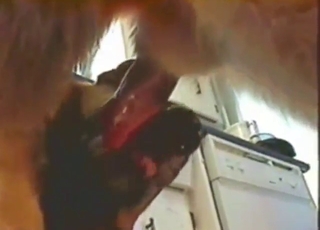 Dog's cock gets jerked in the kitchen, up close