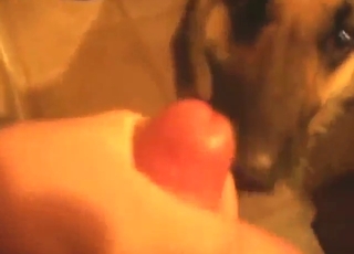 Facial cumshots for a sexy dog that needs it bad