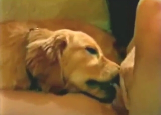 Gorgeous Asian lets this dog eat her out hard
