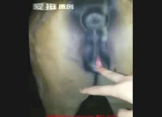 Mare's oozing cunt is the best thing for him