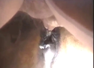 Good-looking mare has a perfect brown hole