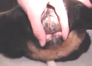 Hot animal's hole gets fucked by a dog fucker