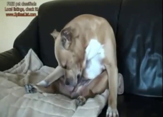 Amateur beast licks its own dick before cumming