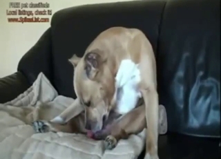 Amateur beast licks its own dick before cumming