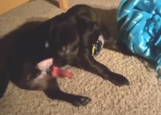 Yummy black dog shows off its nice crotch