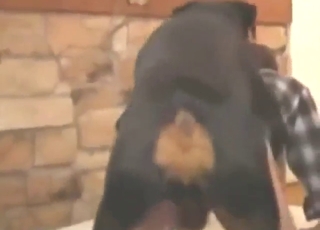 Naughty and knotty fuck scene with a dog