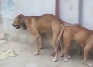 Squirting hardcore orgasms guaranteed for dogs