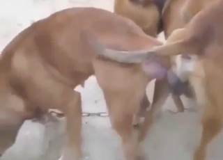 Squirting hardcore orgasms guaranteed for dogs