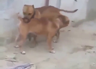 Squirting hardcore orgasms guaranteed for dogs