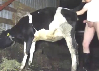 Hot, heavy, and super-horny cow gets fisted