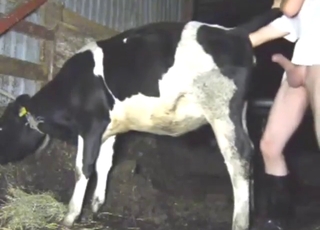 Hot, heavy, and super-horny cow gets fisted