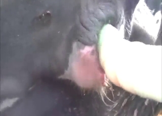 Zoophile pleasing with a dildo and a cow pussy