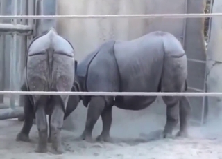 Rhino porn has never been this honest and hot