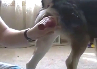 Handjob scene with a guy who jacks off a dog