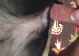 Dane porn movie, fantastic zoo sex in HD