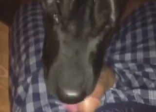 Black dog is going to worship that penis