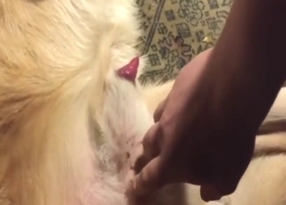 Dude is going to play around with a dog's crotch