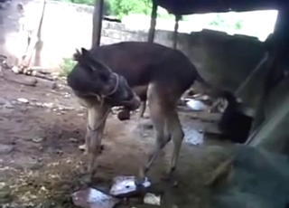 Donkey is going to tease before pleasing himself