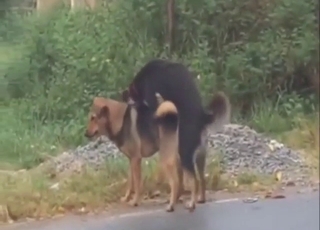 Two dogs just fucking with no rhyme or reason