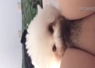 Trimmed pussy licked by a sexy white Chinese dog