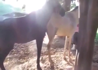 Horse fuckery keeps that white mare happy