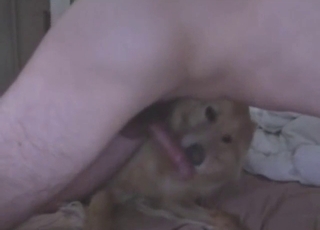 Dude has a dog that licks that dick harder