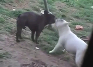 White dog fucks a black dog, it's just crazy