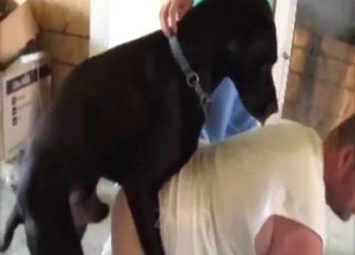 Black animal is going to screw a slut in white