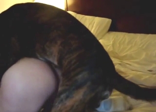 Black dog is going to invade that fuckhole