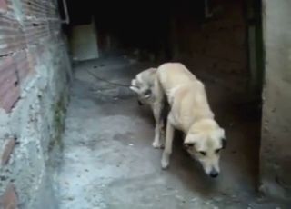 Mating session with a white dog thrusting hard