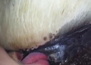 Mare's wet pussy is getting licked thoroughly