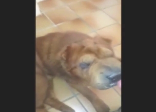 Brown dog enjoys different zoophilic vibes