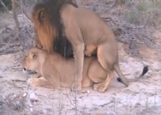 Lion sex scene with a hot male fucking her harder
