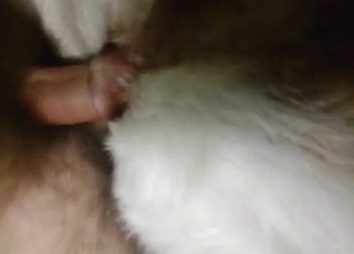 Dude is going to make that white dog enjoy him