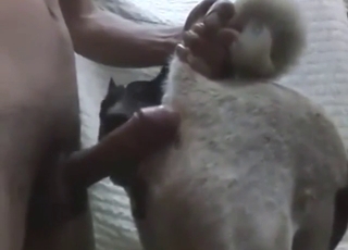 Thai guy doesn't even have to try with that dog