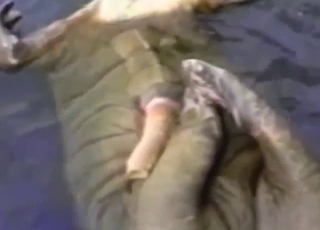 Walrus with a nice dick jerking it with two paws