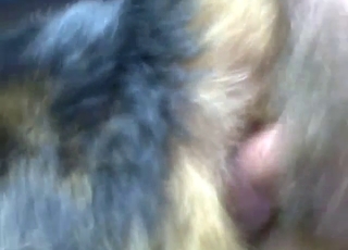 Anal domination for yet another WHORE beast