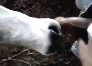 Sexy white calf is going to enjoy that huge load