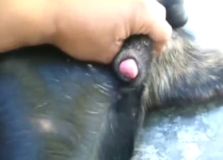 Dude gets that dog all horned, hard, horny